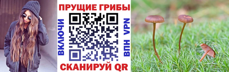 цены   Глазов  Галлюциногенные грибы GOLDEN TEACHER 